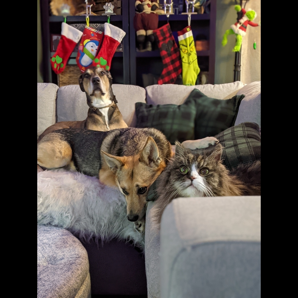 Meet your Posher, Kelsey